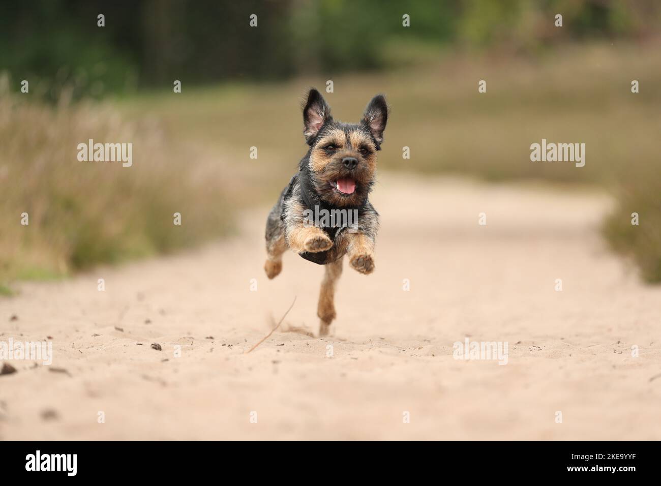 Border Terrier im Sommer Stockfoto