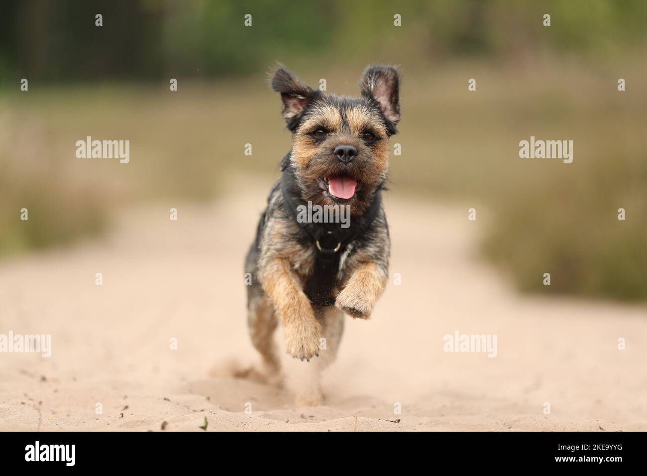 Border Terrier im Sommer Stockfoto