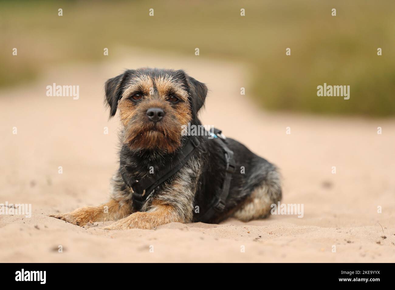 Border Terrier im Sommer Stockfoto