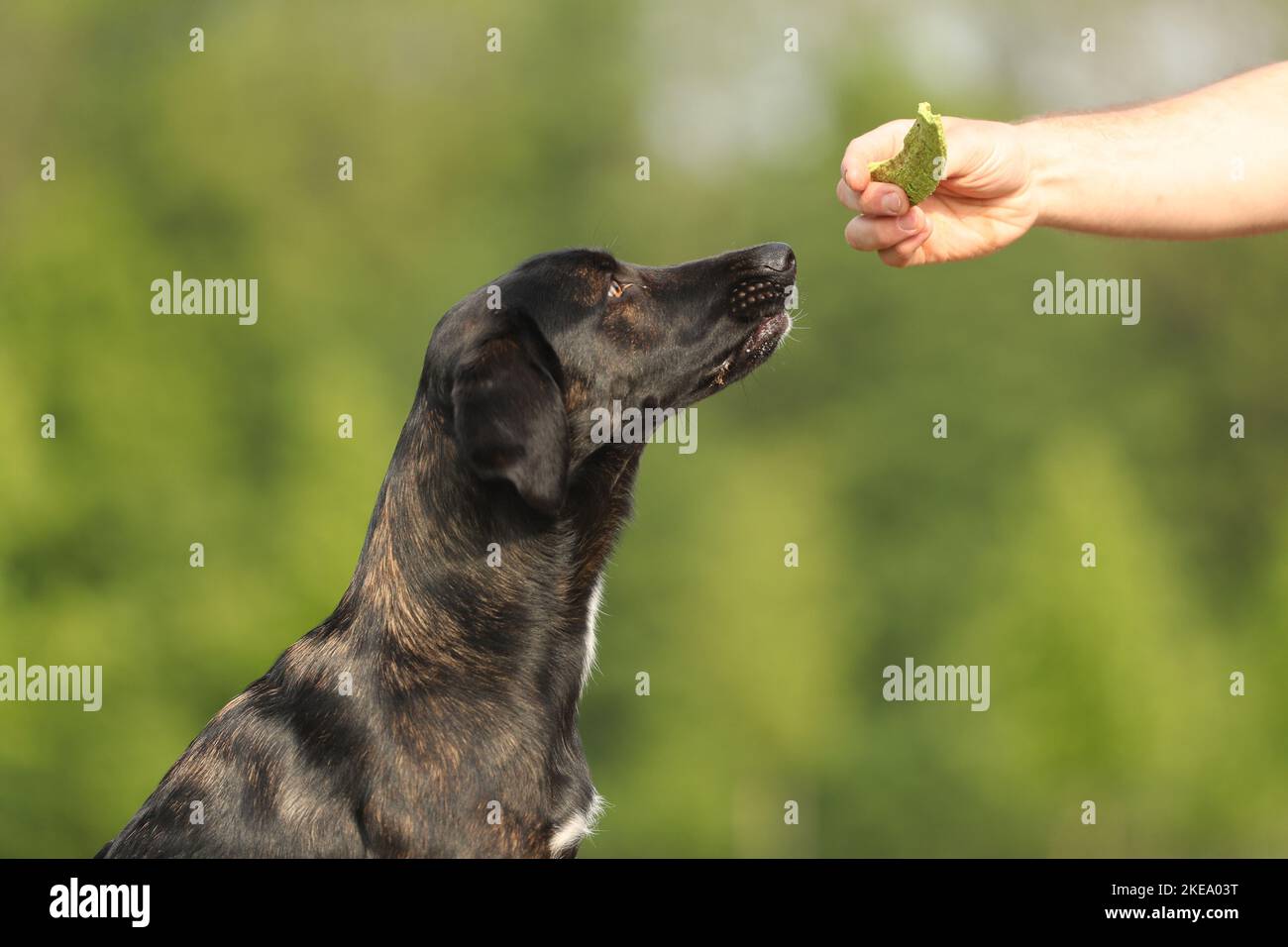 Mongrel im Sommer Stockfoto