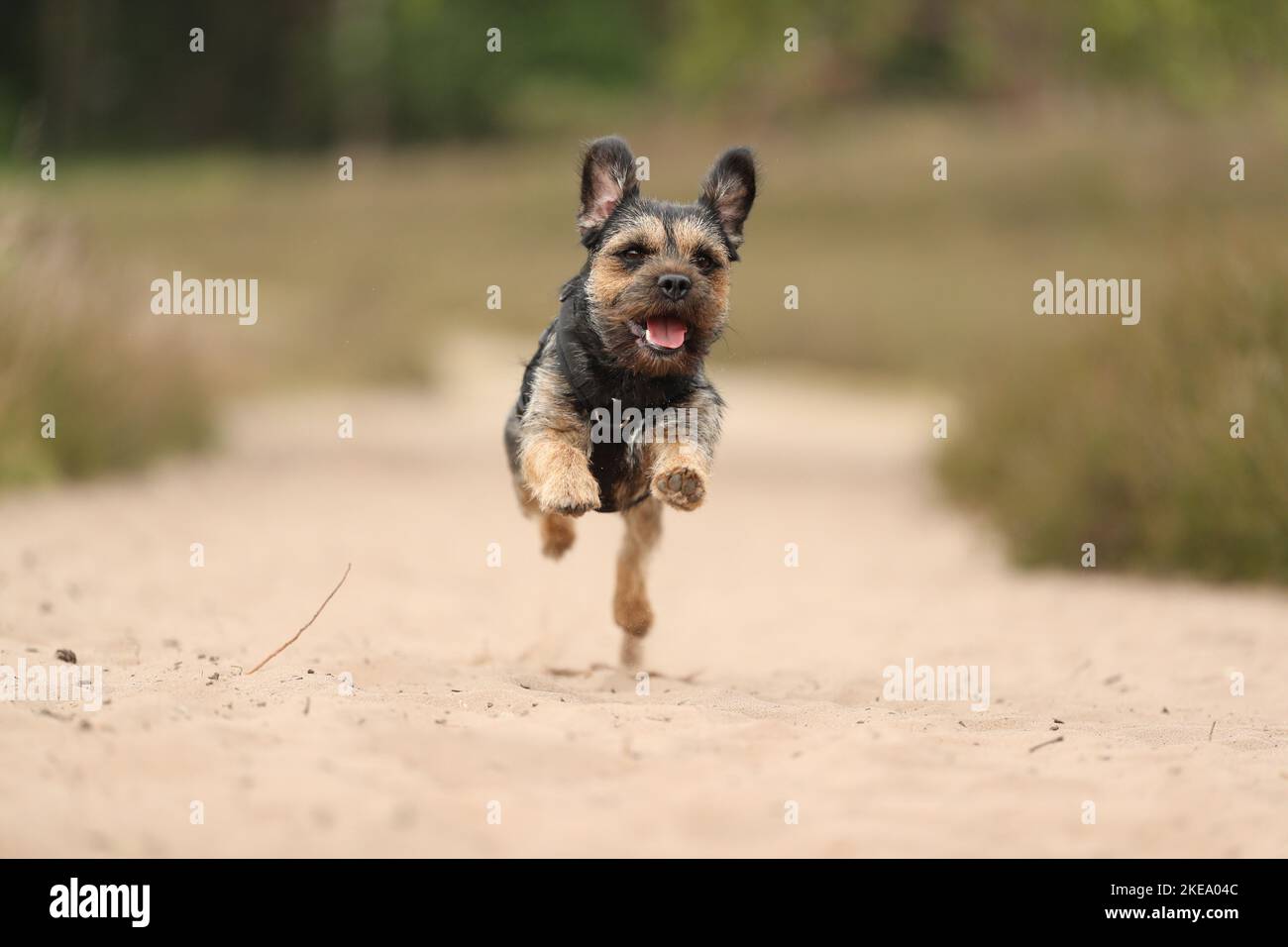 Border Terrier im Sommer Stockfoto