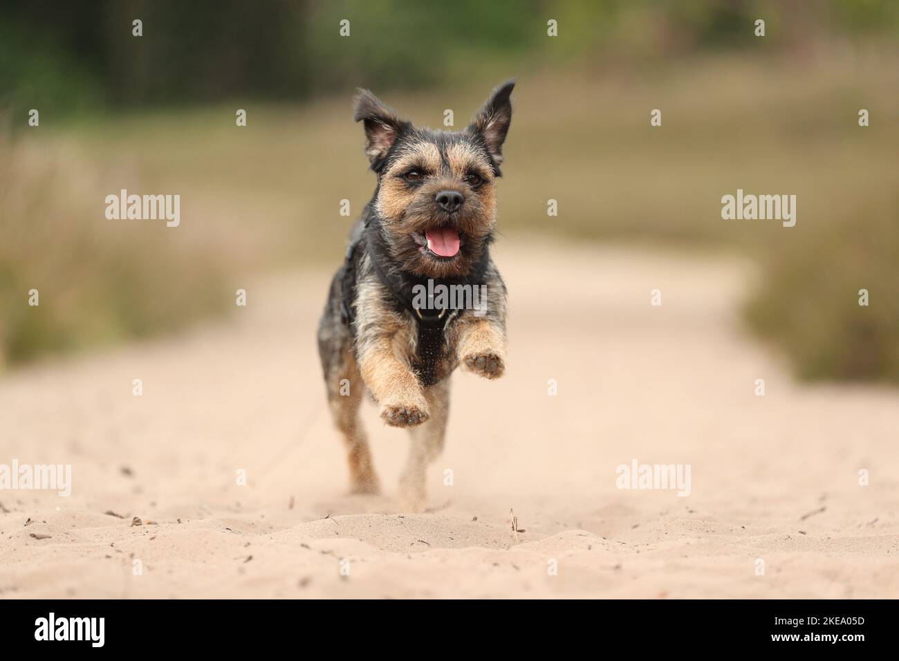 Border Terrier im Sommer Stockfoto