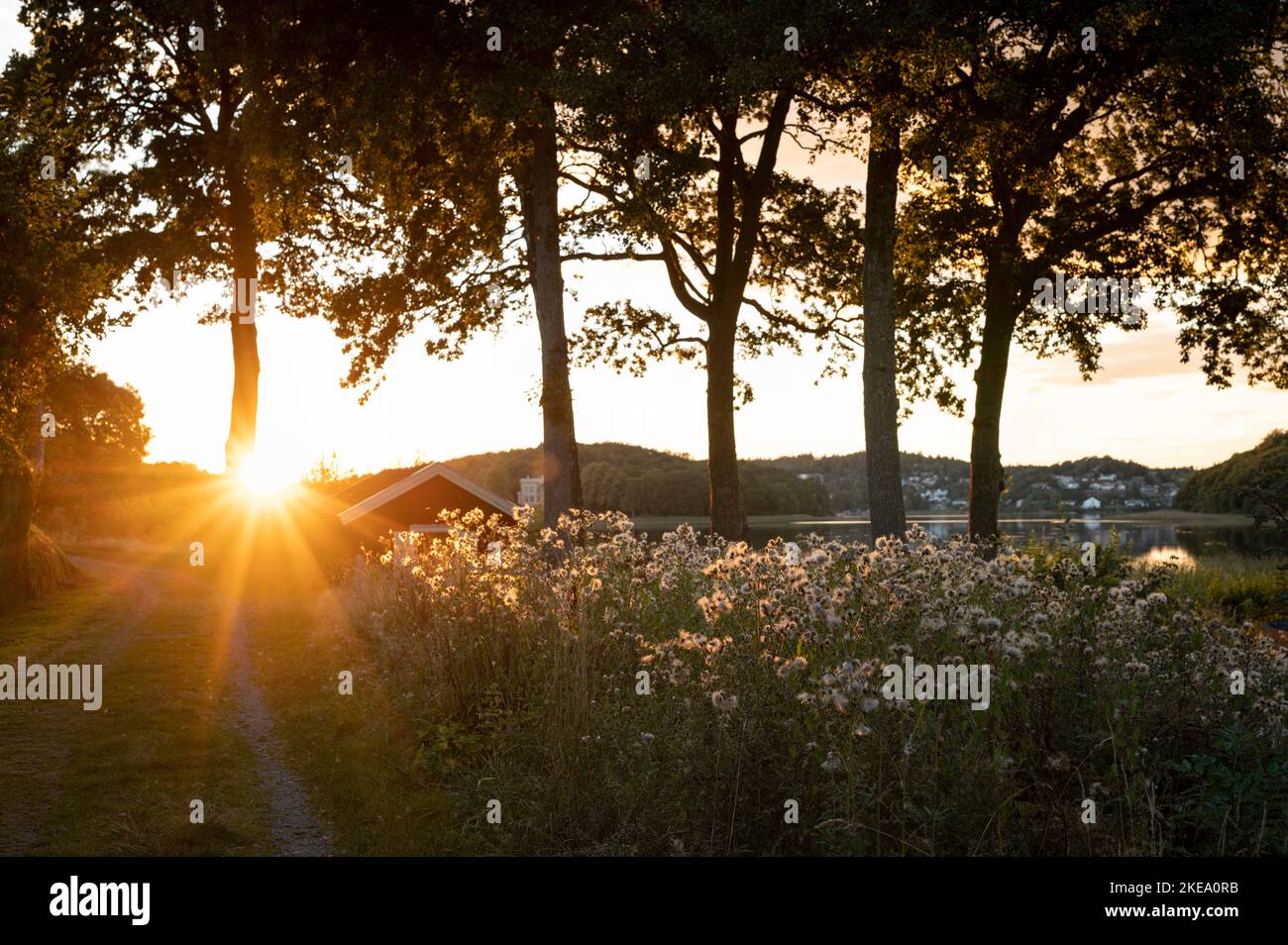 Sonne durch die Bäume Stockfoto