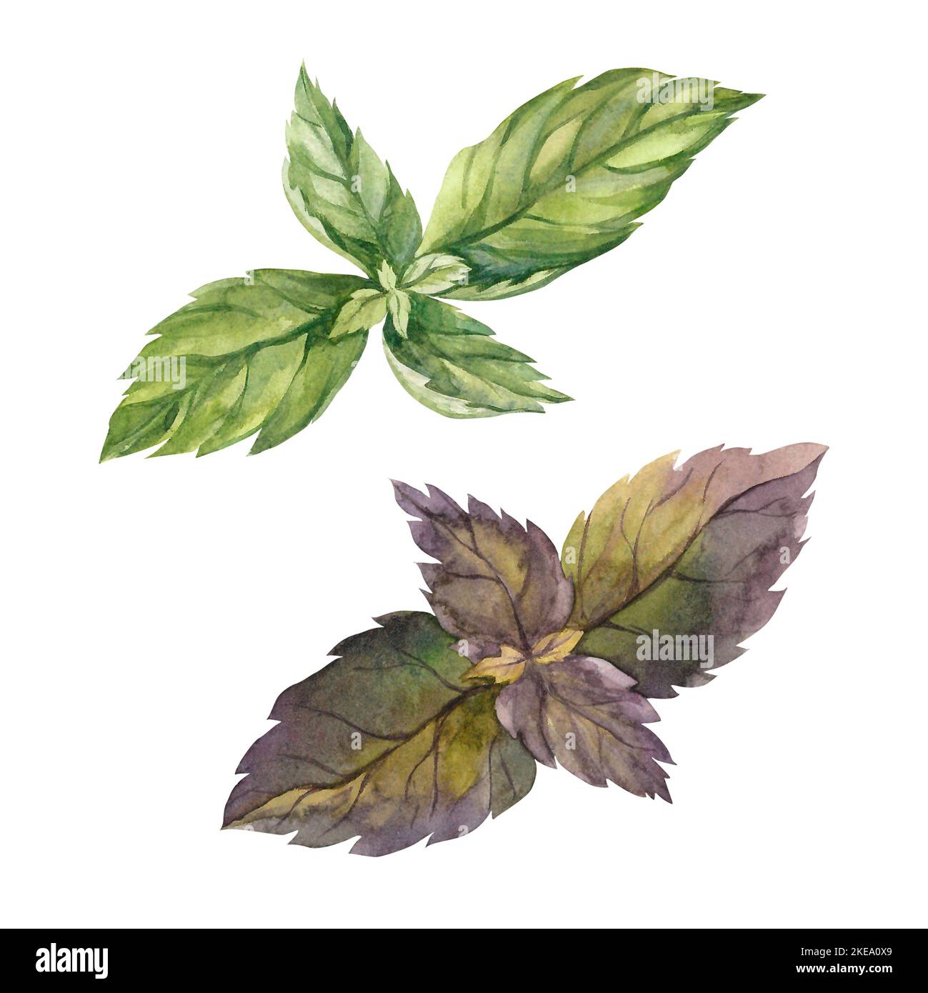 Basil Aquarell. Isolieren. Abbildung für Clipart. Entwickelt für Menüs, kulinarische Blogs, Verpackungen, Textilien, Webdesign, Websites, Aufkleber, Einladungen Stockfoto