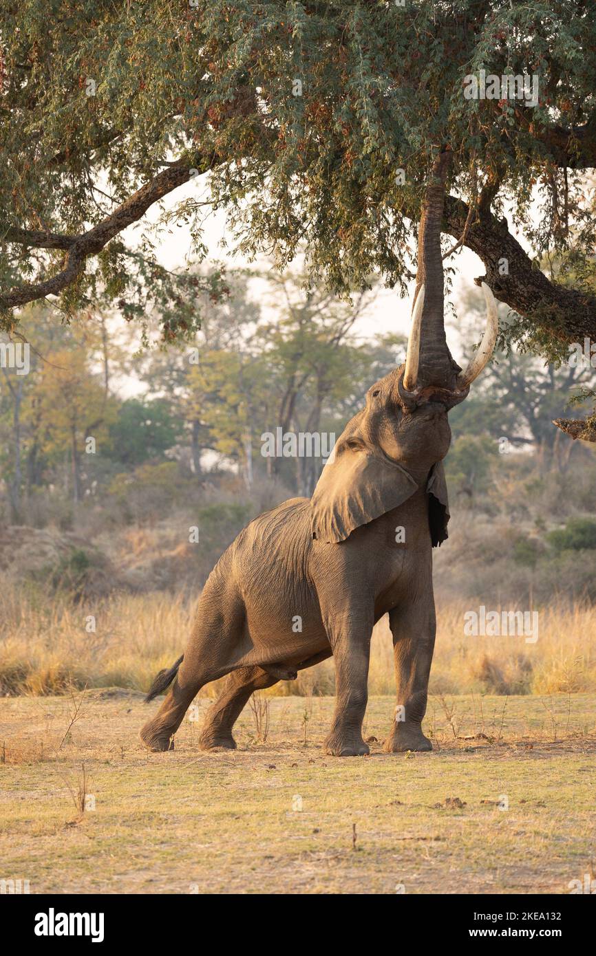 Mana Pools in Simbabwe ist bekannt für Elefanten, die extrem freundlich zu Menschen sind und die Fähigkeit perfektioniert haben, kurz auf zwei Beinen zu stehen Stockfoto