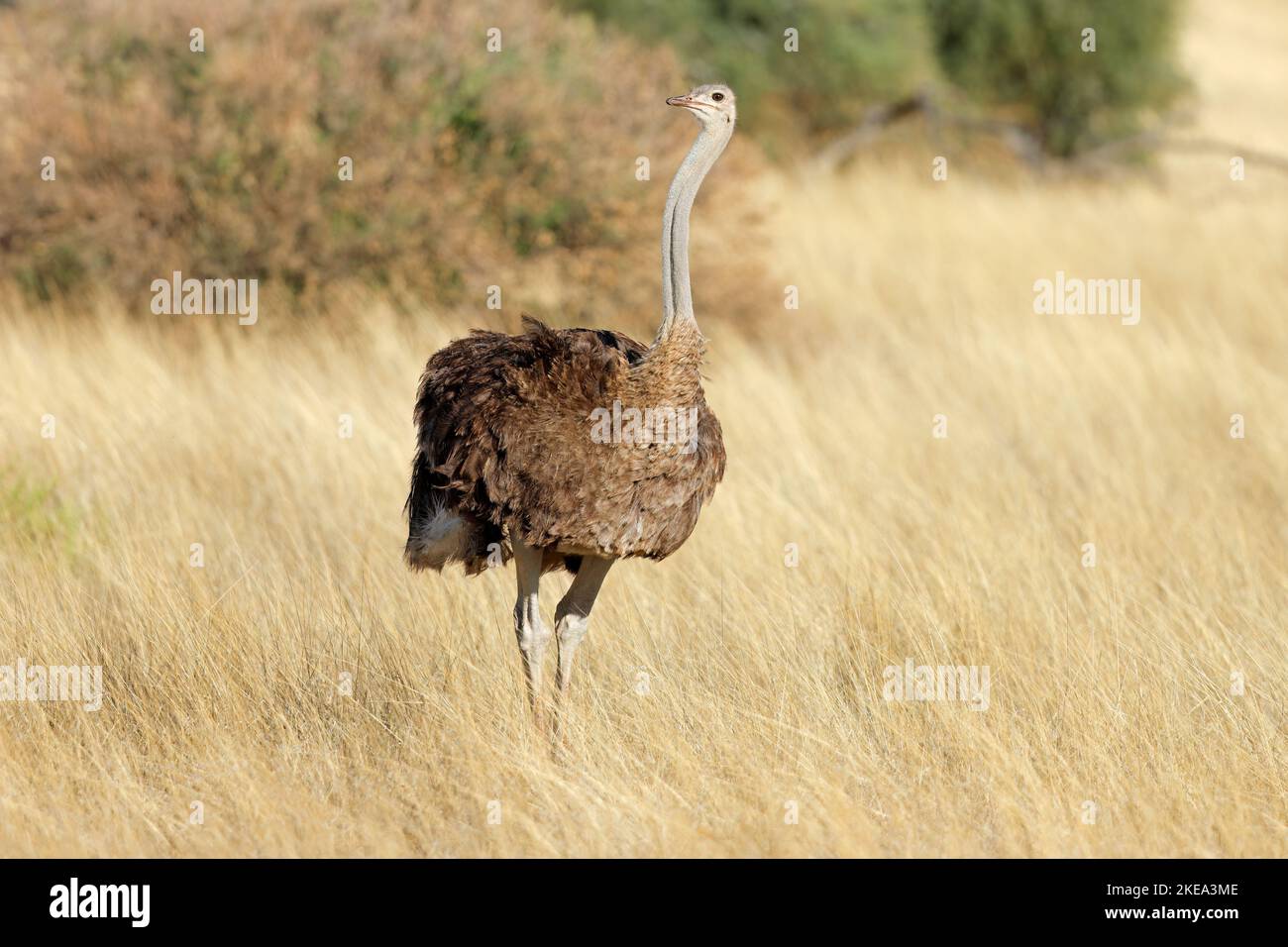Weiblicher Strauß (Struthio camelus) in trockenem Grasland, Kalahari-Wüste, Südafrika Stockfoto
