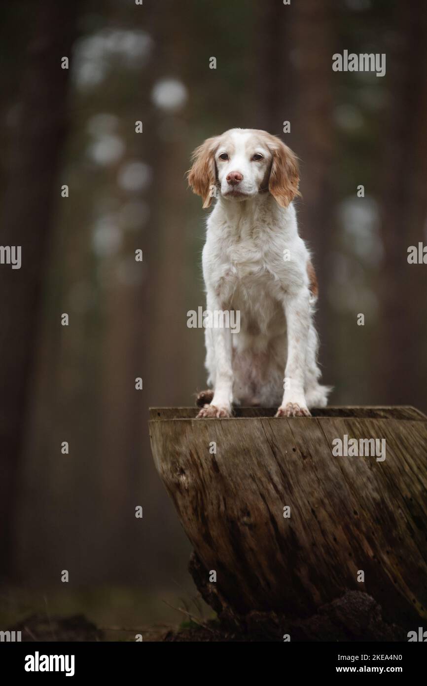 Sitzender Brittany Spaniel Stockfoto