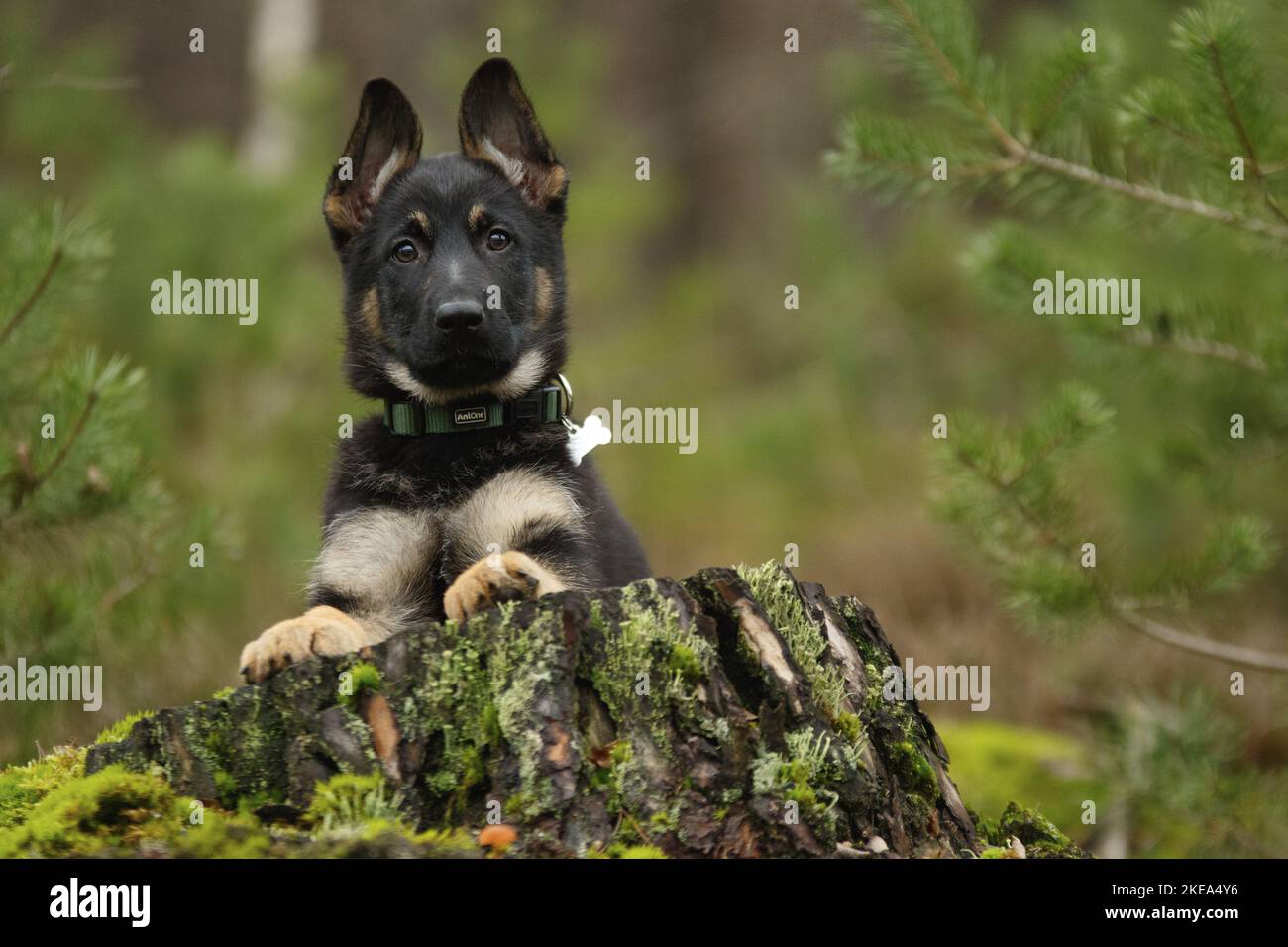 Deutscher Schäferhund-Hund-Welpe Stockfoto