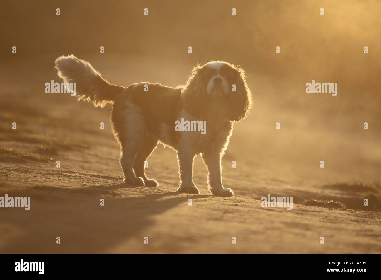 Stehender Kavalier König Charles Spaniel Stockfoto