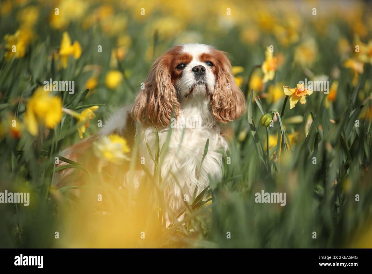 Cavalier King Charles Spaniel Portrait Stockfoto