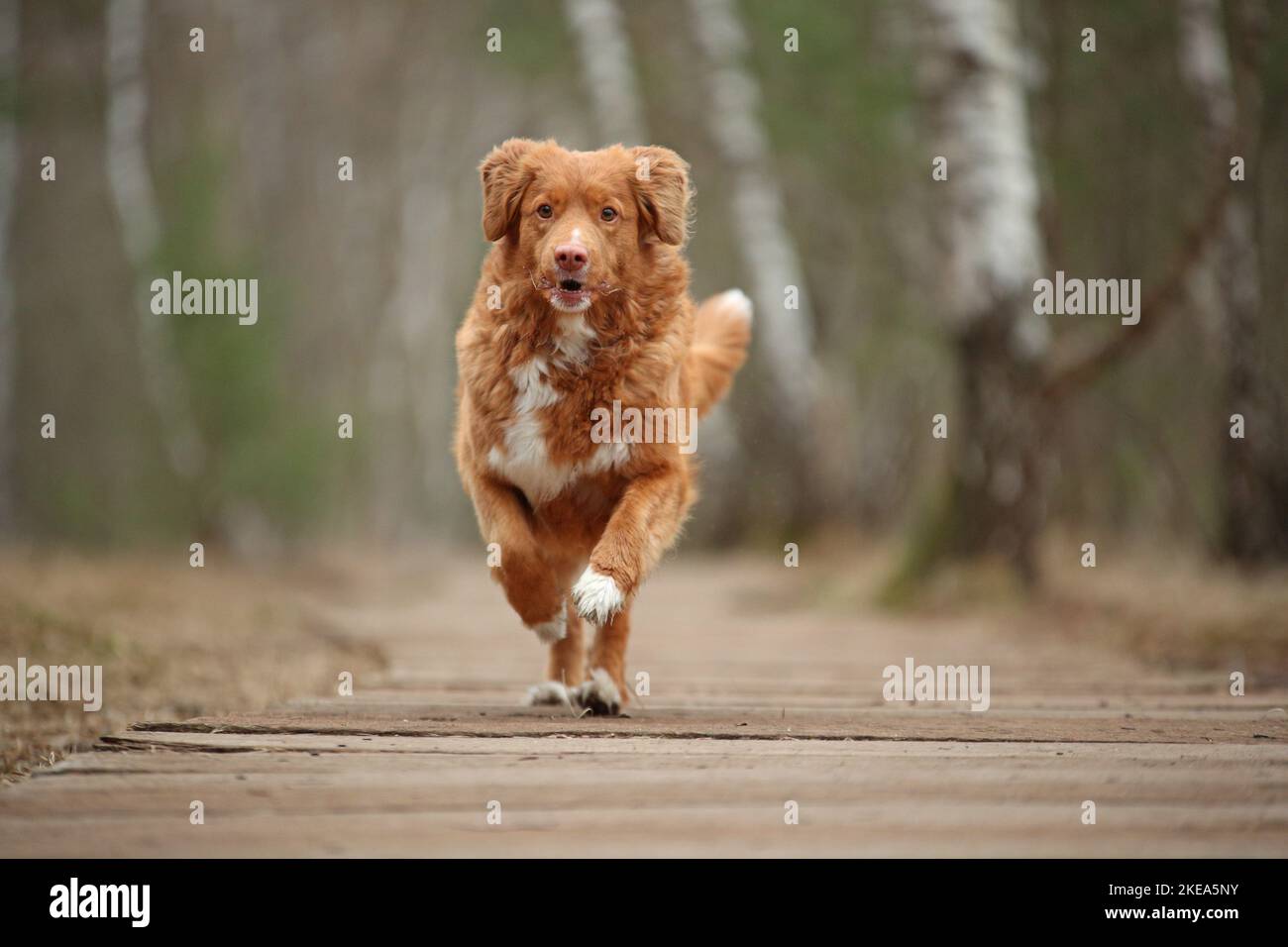 Nova Scotia Duck Tolling Retriever laufen Stockfoto