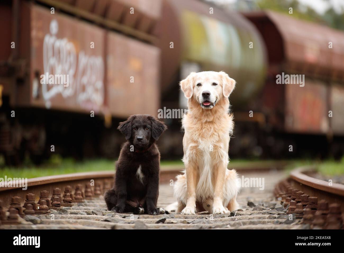 Hunde Stockfoto