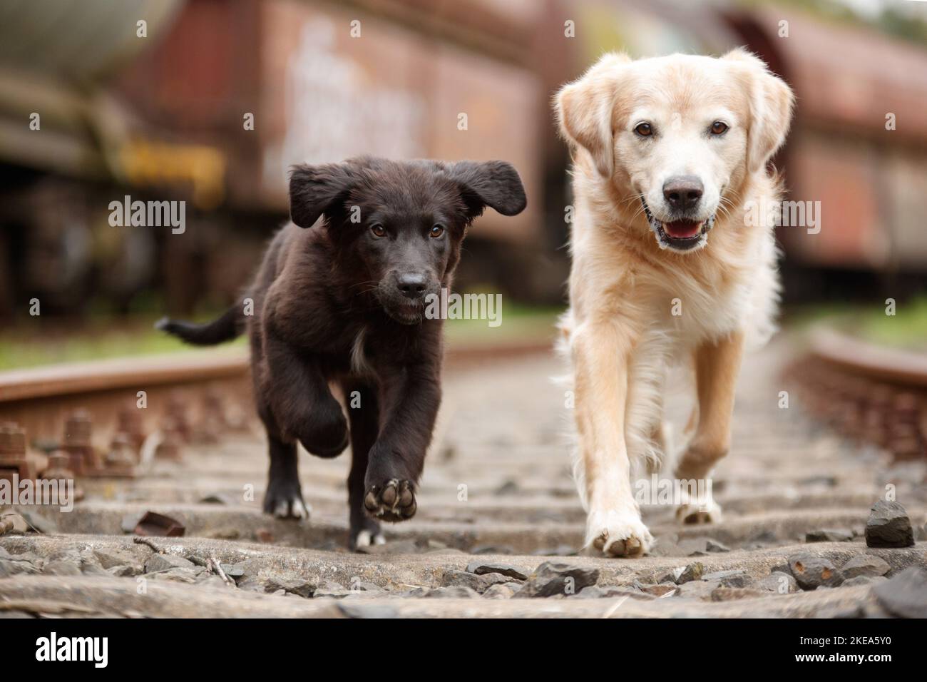 Hunde Stockfoto