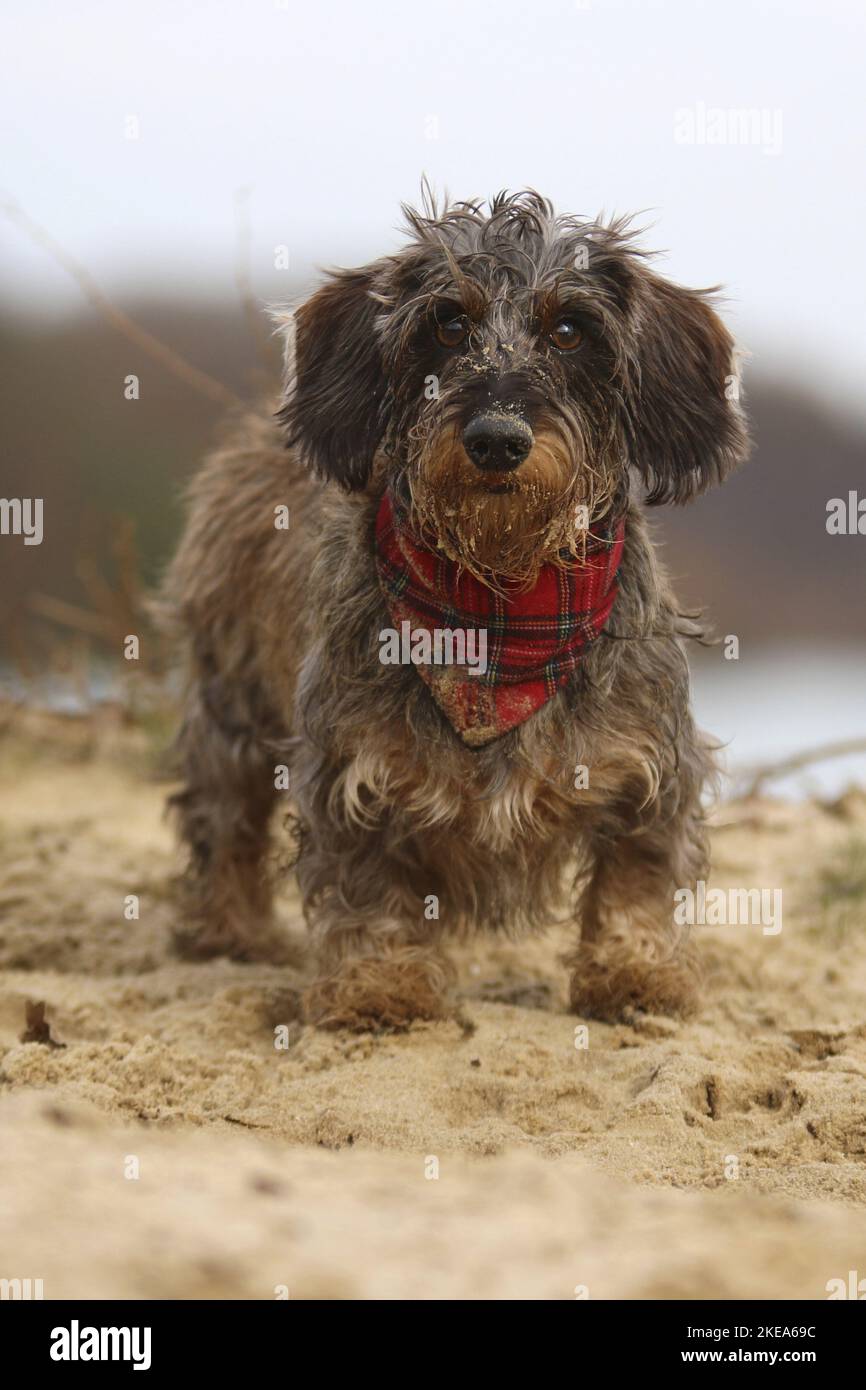Dachshund mit stehendem Drahthaar Stockfoto