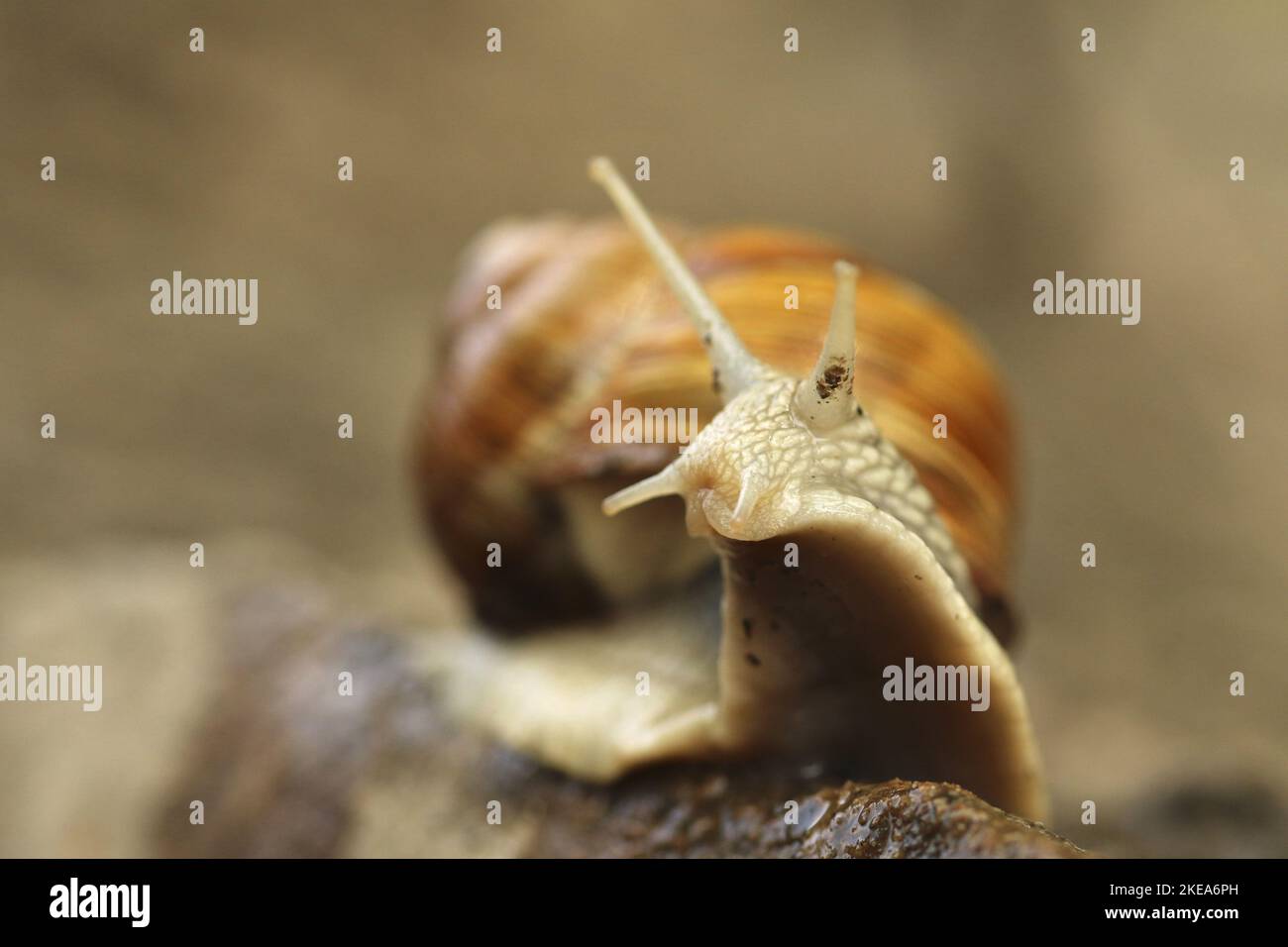 Apfelschnecke Stockfoto