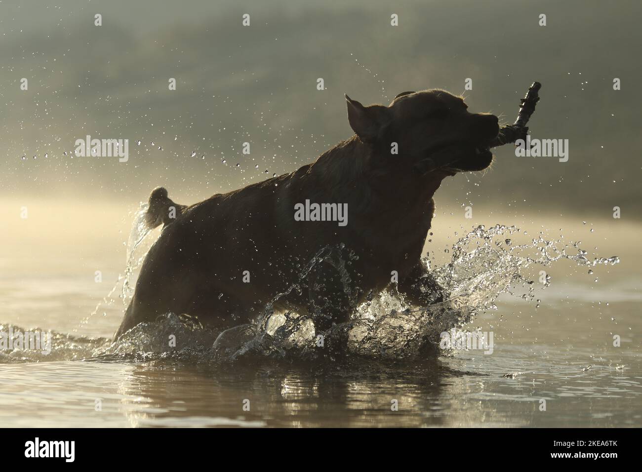 Labrador Retriever laufen Stockfoto