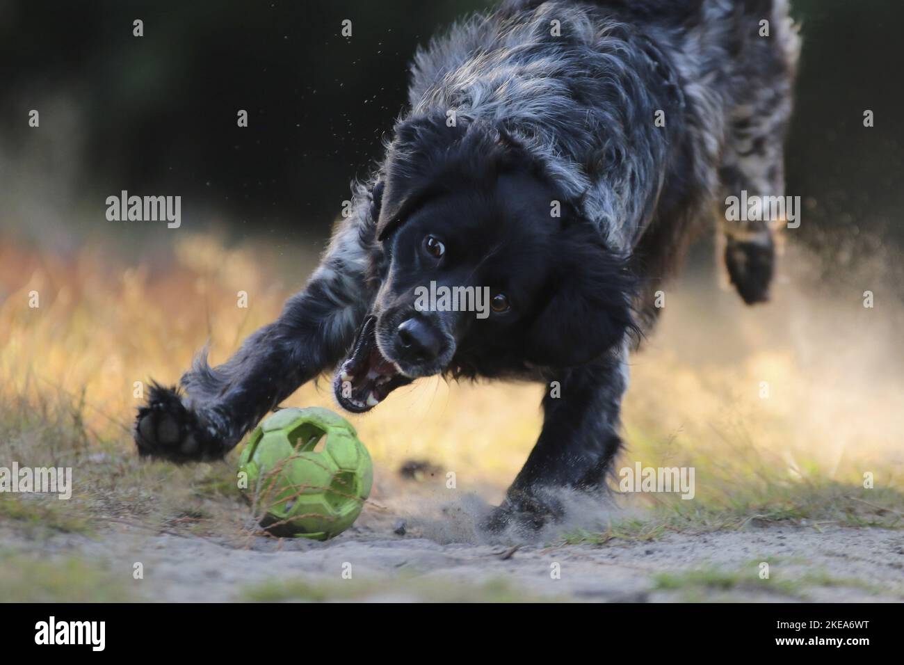 So spielen Sie „Epagneul Breton“ Stockfoto