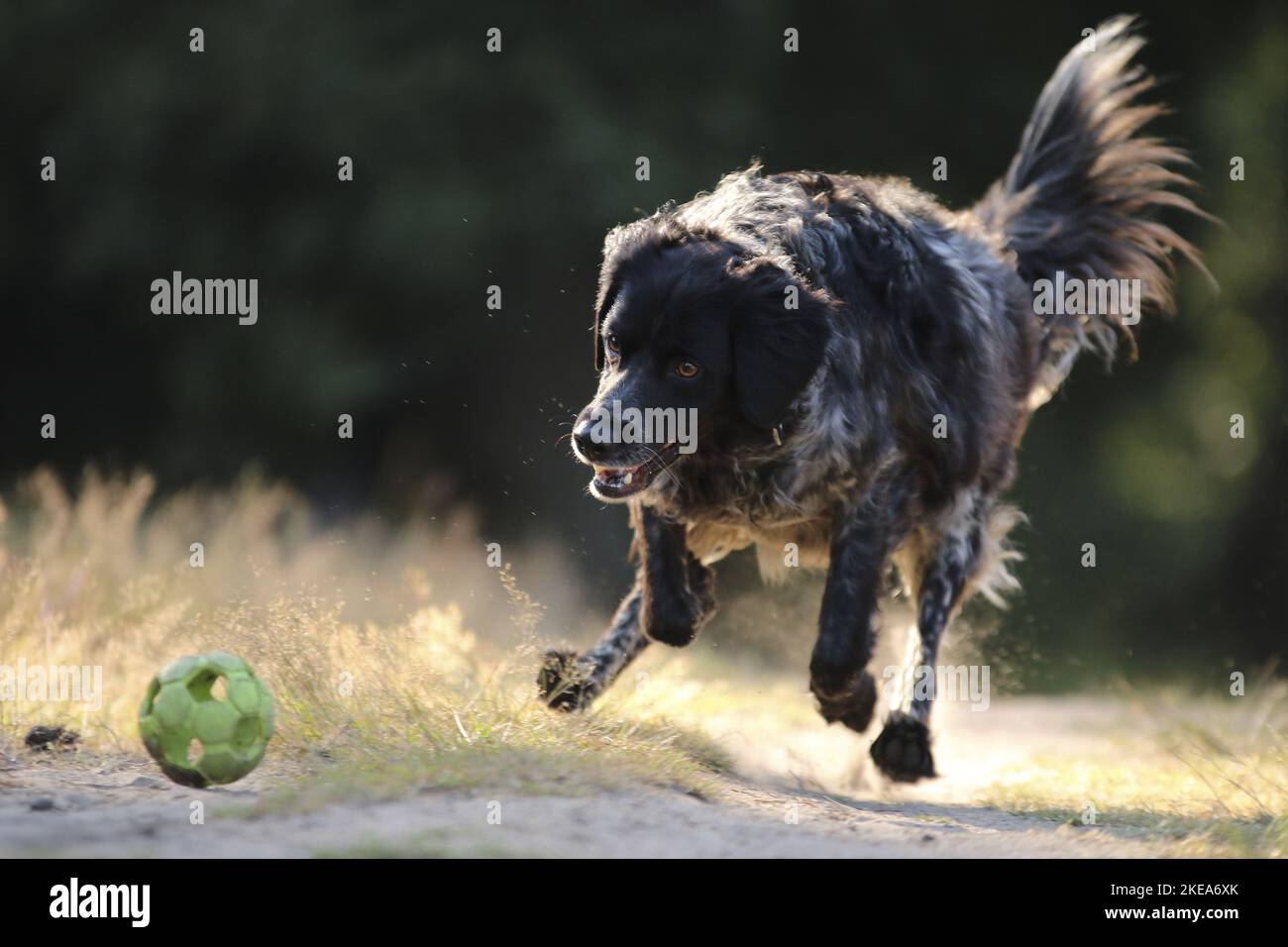 So spielen Sie „Epagneul Breton“ Stockfoto
