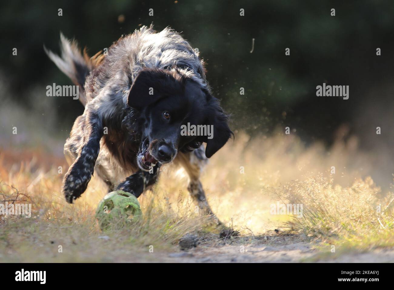 So spielen Sie „Epagneul Breton“ Stockfoto