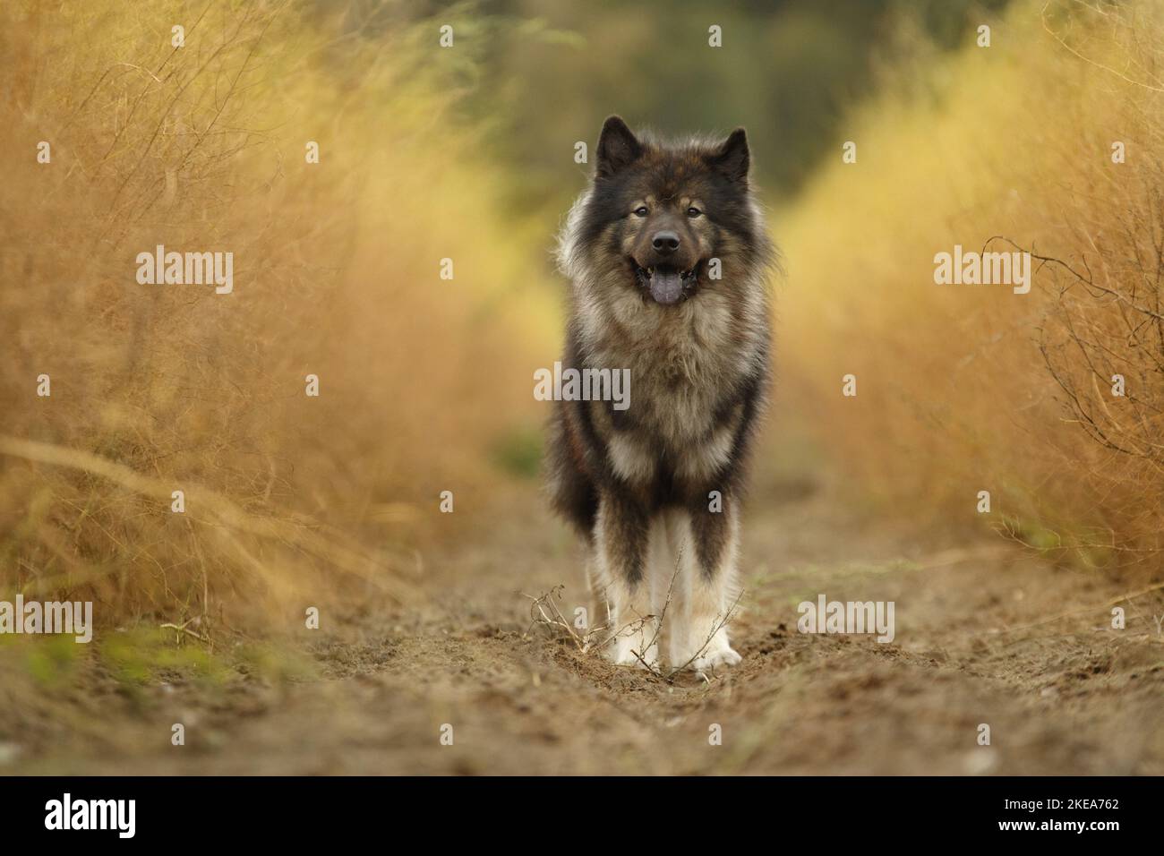 Eurasischer Hund Stockfoto