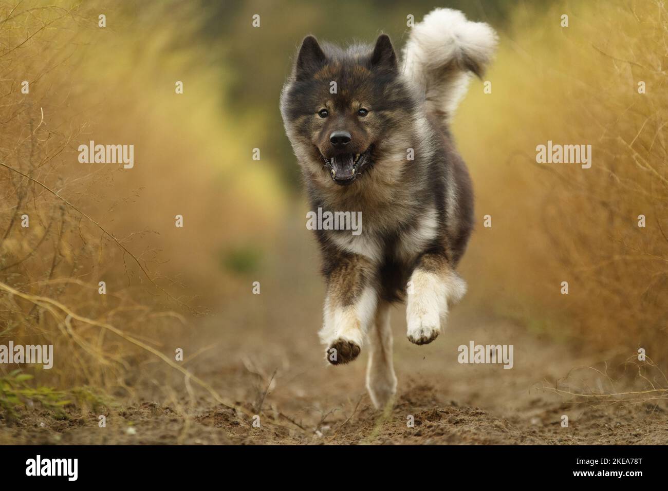 Eurasische Hund ausgeführt Stockfoto