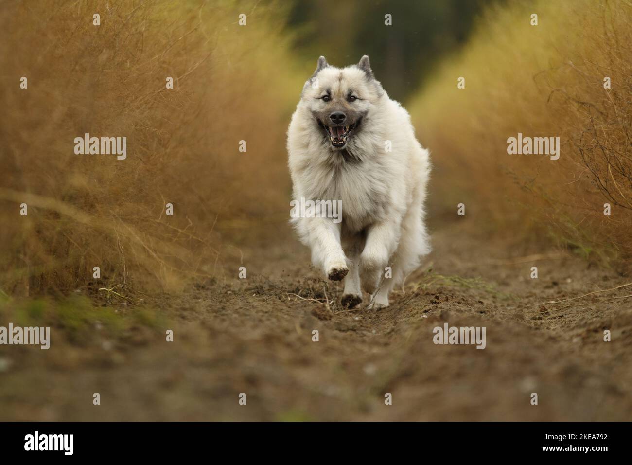 Eurasische Hund ausgeführt Stockfoto