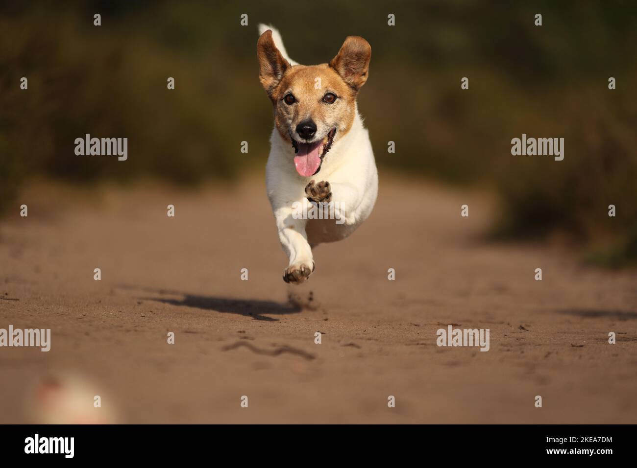 Jack-Russell-Terrier-Mongrel läuft Stockfoto