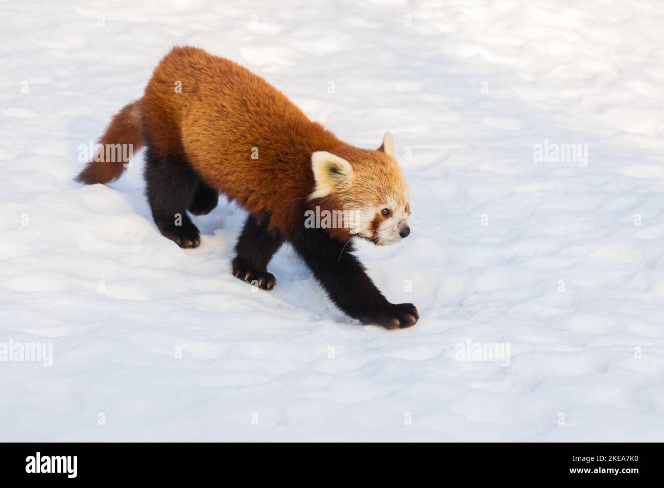 Roter Panda (Ailurus fulgens), der im Winter auf weißem Schnee läuft, niedliches, vom Aussterben bedrohtes Tier in der Natur Stockfoto