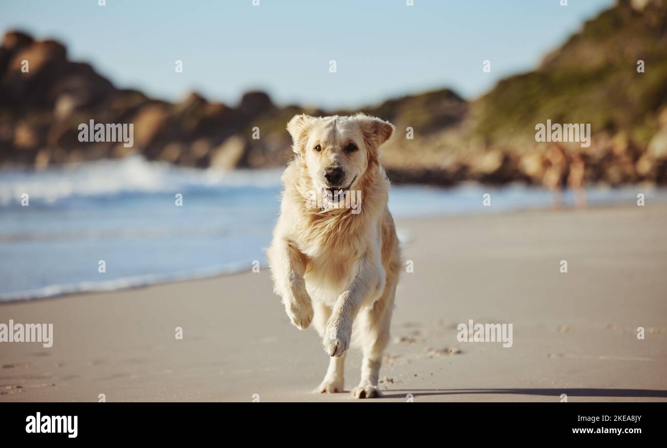 Freiheit, glückliches Laufen und Hund am Strand auf Sommermorgendspaziergang, Bewegung und Spaß beim Spielen am Meer. Natur, Wasser und gesunder, glücklicher Hund, der gerne reinläuft Stockfoto