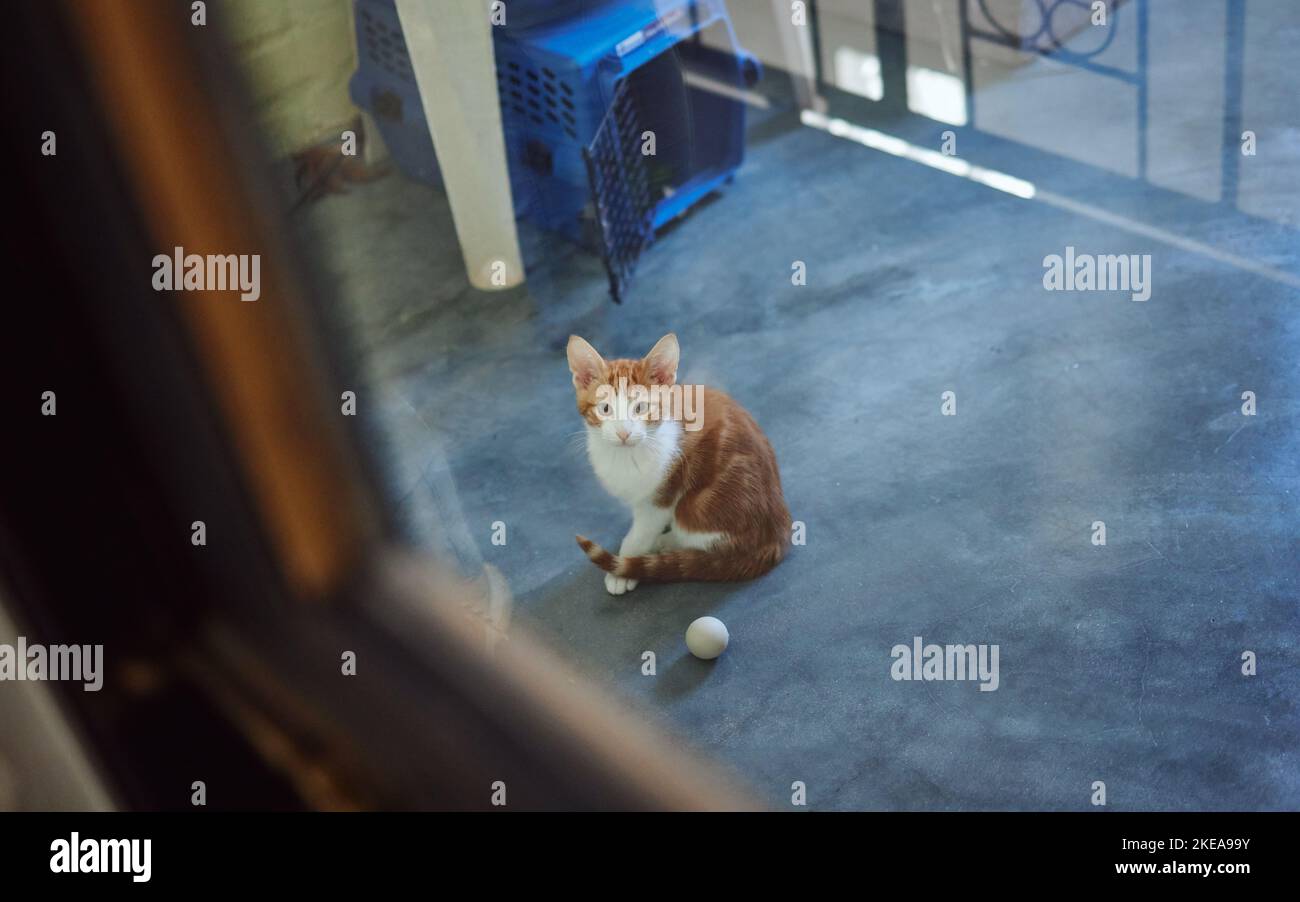 Katze, Adoption und obdachlose Wohltätigkeitshund Haustier in ehrenamtlicher Unterkunft für verlassene, Rettungs- und Pflegetiere. Neugierige, gesunde und niedliche Ingwer-Kätzchen Stockfoto