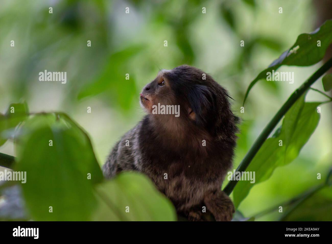 Ein entzückender kleiner Affe, der nach links schaut, mit einem besorgten Gesicht auf einem grünen Baum Stockfoto