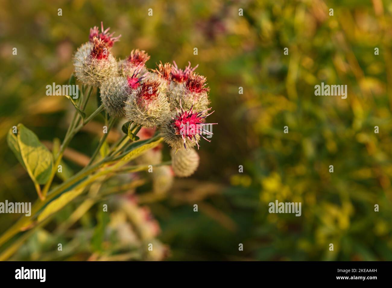 Arctium lappa wird gemeinhin als größere Klette bezeichnet. Blühende Klettenblumen auf natürlichem Pflanzenhintergrund Stockfoto
