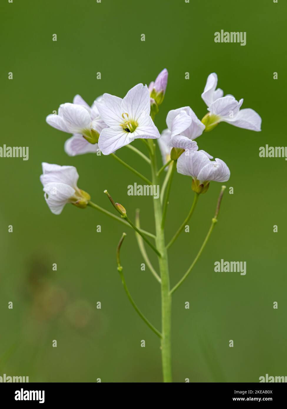Kuckuckblume, Cardamine pratensis; Blütenkopf. Norfolk May Stockfoto