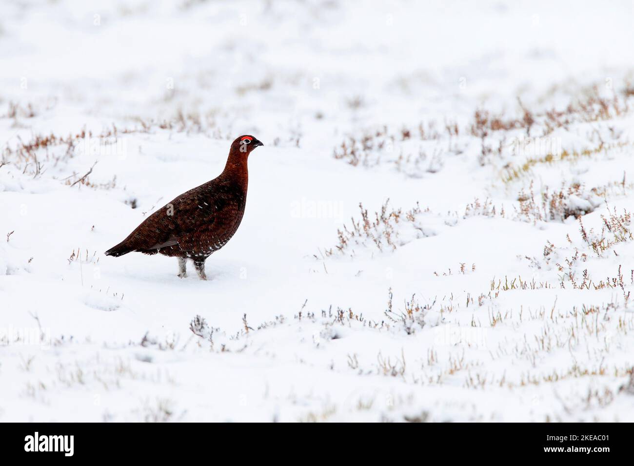 Moorschnehuhn, Schottische Moorschnehuhn, Lagopus lagopus scoticus, Red Grouse, Cairngorms NP, Schottland Stockfoto