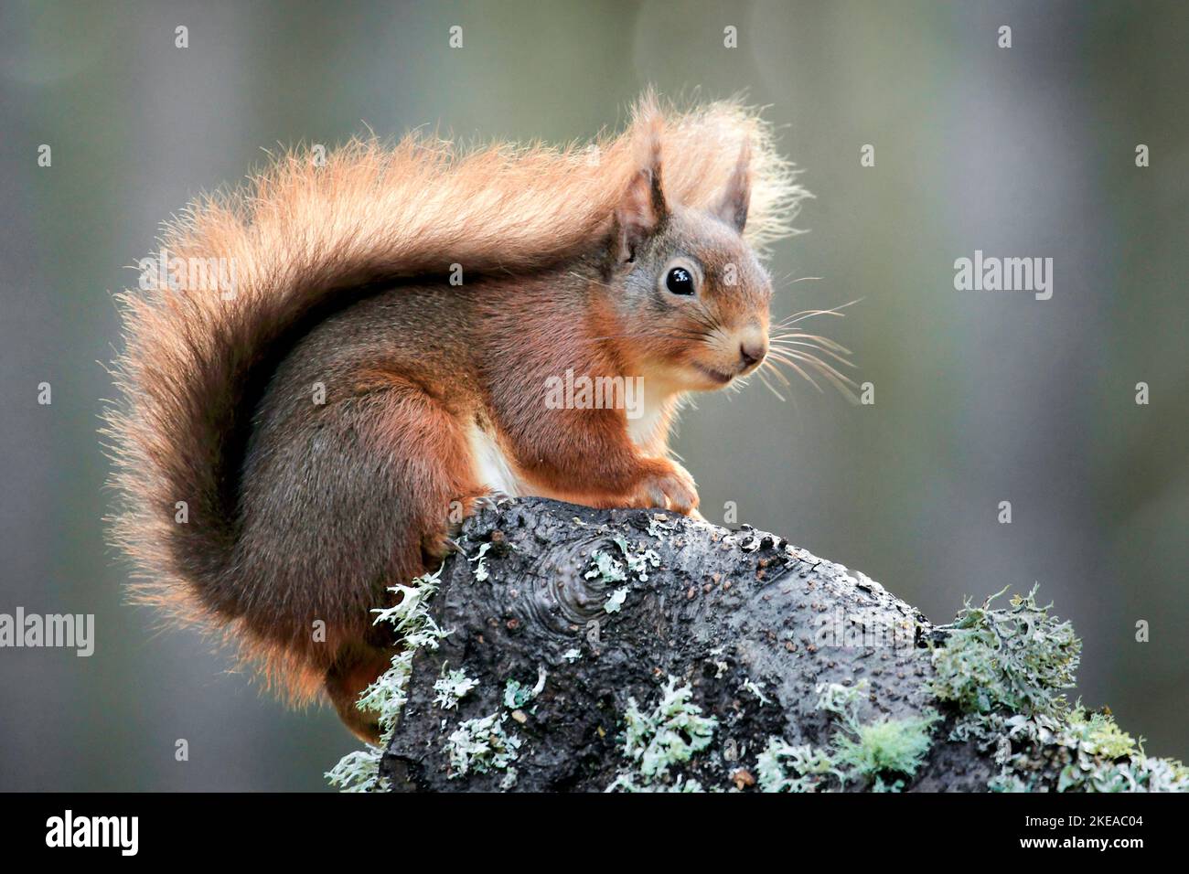 Europäisches Eichhörnchen, Sciurus vulgaris, Eurasian Red Squirrel, Cairngorms NP, Schottland Stockfoto