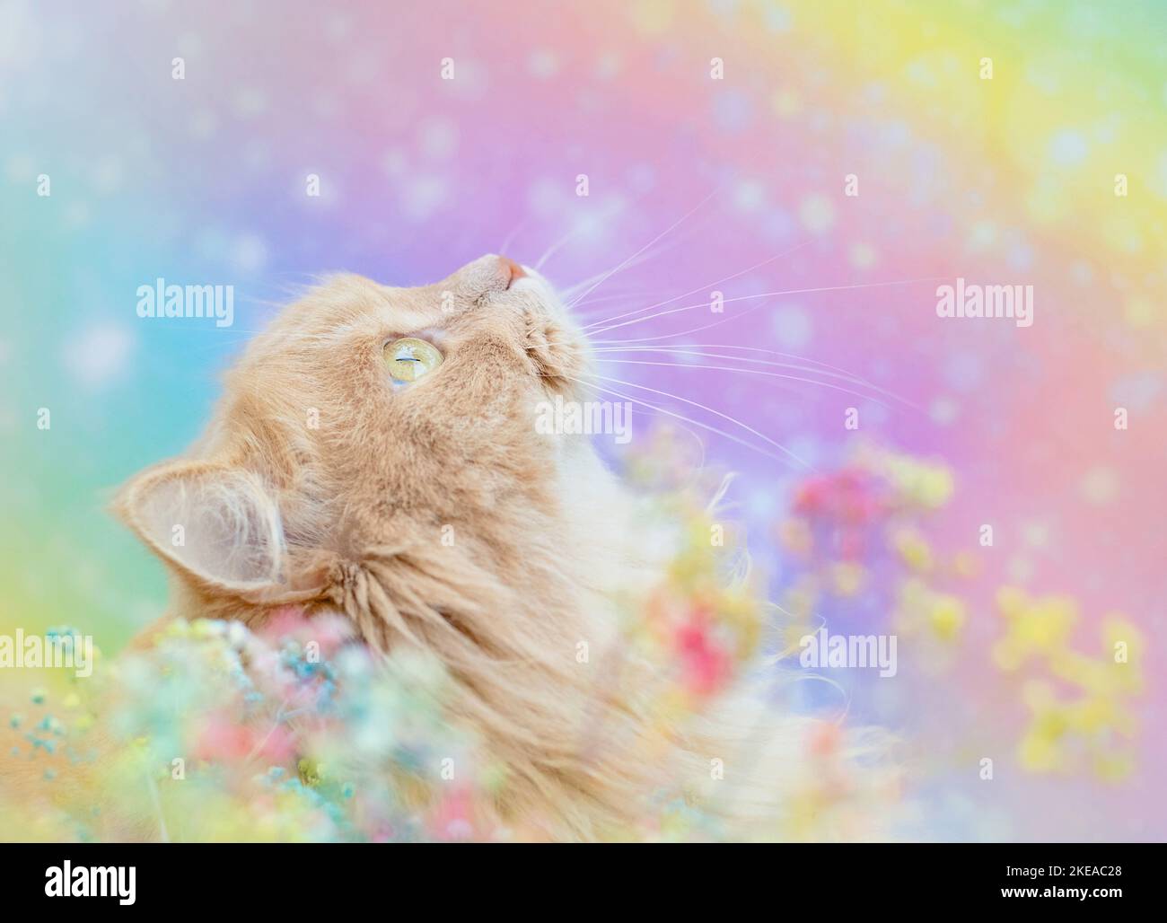 Deutsche Langhaar im Studio Stockfoto