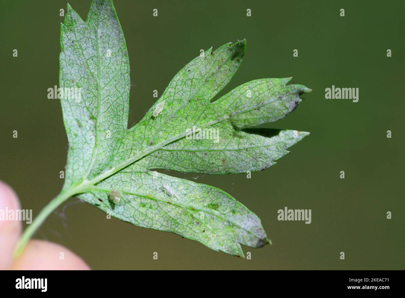 Nymphe, Leafhopper Larve (Cicadellidae) auf einem Weißdornblatt. Stockfoto