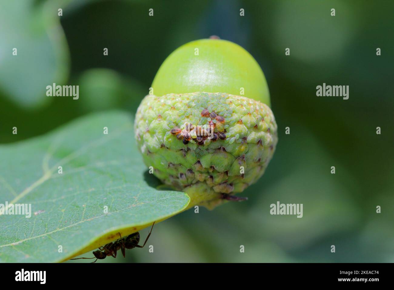 Gewöhnliches Eichenholz thelaxid (Thelaxes dryophila). Eine Kolonie von grünen und braunen Blattläusen auf einer Eichel. Stockfoto