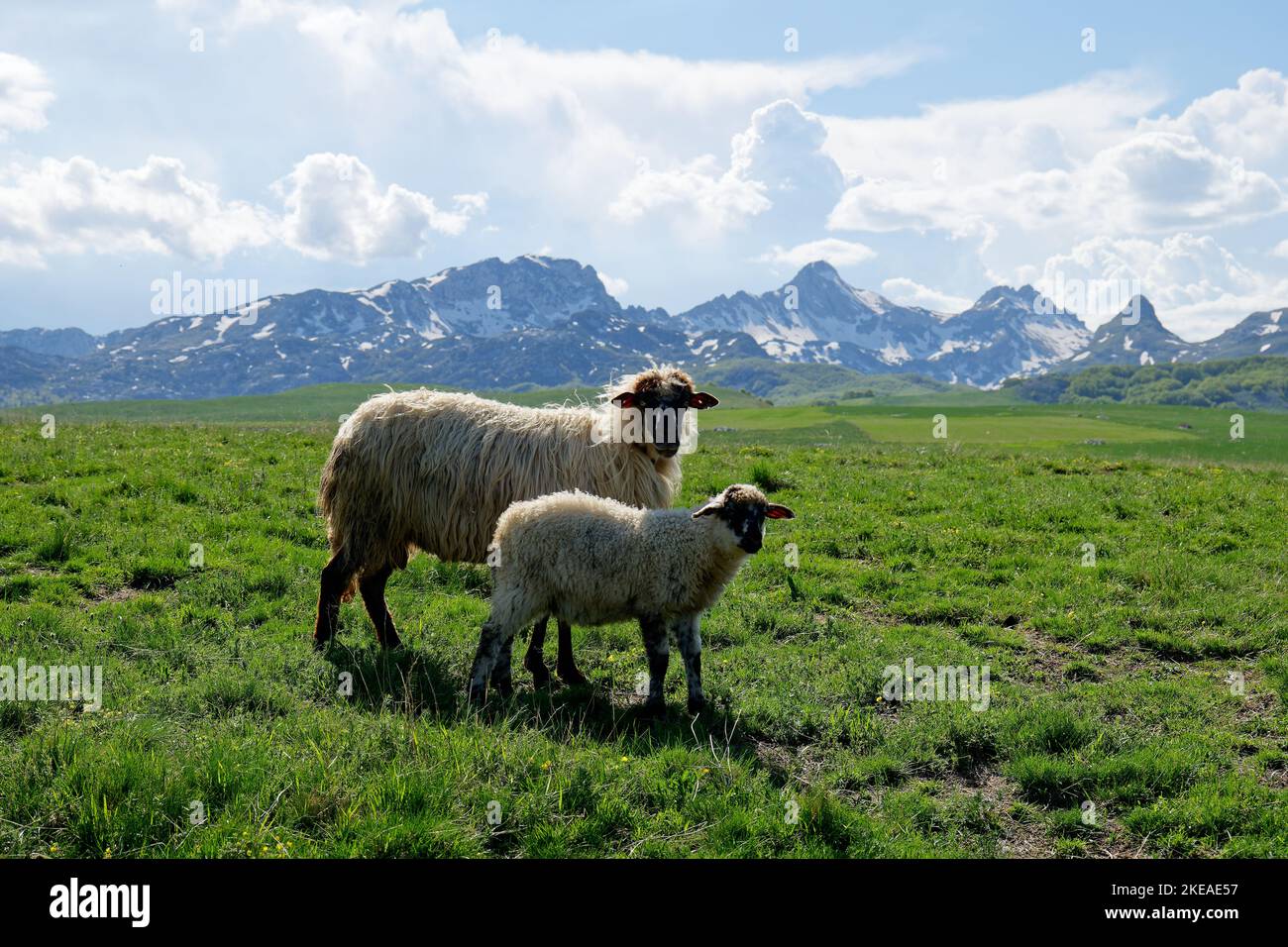 Schafe genießen den Tag der Weide in den grünen Feldern mit verschneiten Bergen im Hintergrund traditionelle und ländliche Leben. Kultur und Lifestyle. Stockfoto