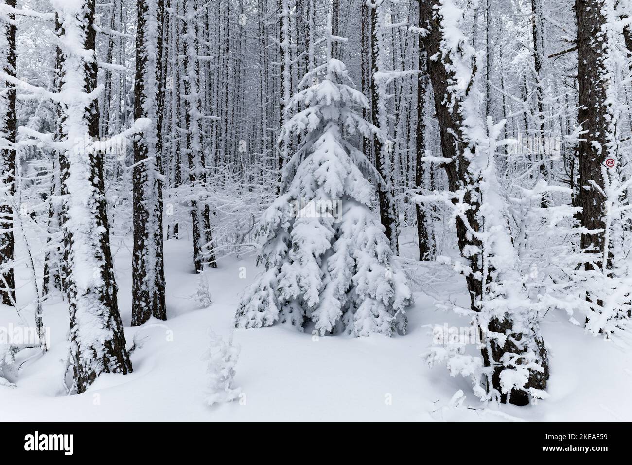 Pinien voller Schnee im tiefen Wald im Winter. Wald bedeckt mit Schnee. Sehr bewölktes Wetter. Landschaftlich schöner Blick wie aus Narnia. Magisch. Stockfoto