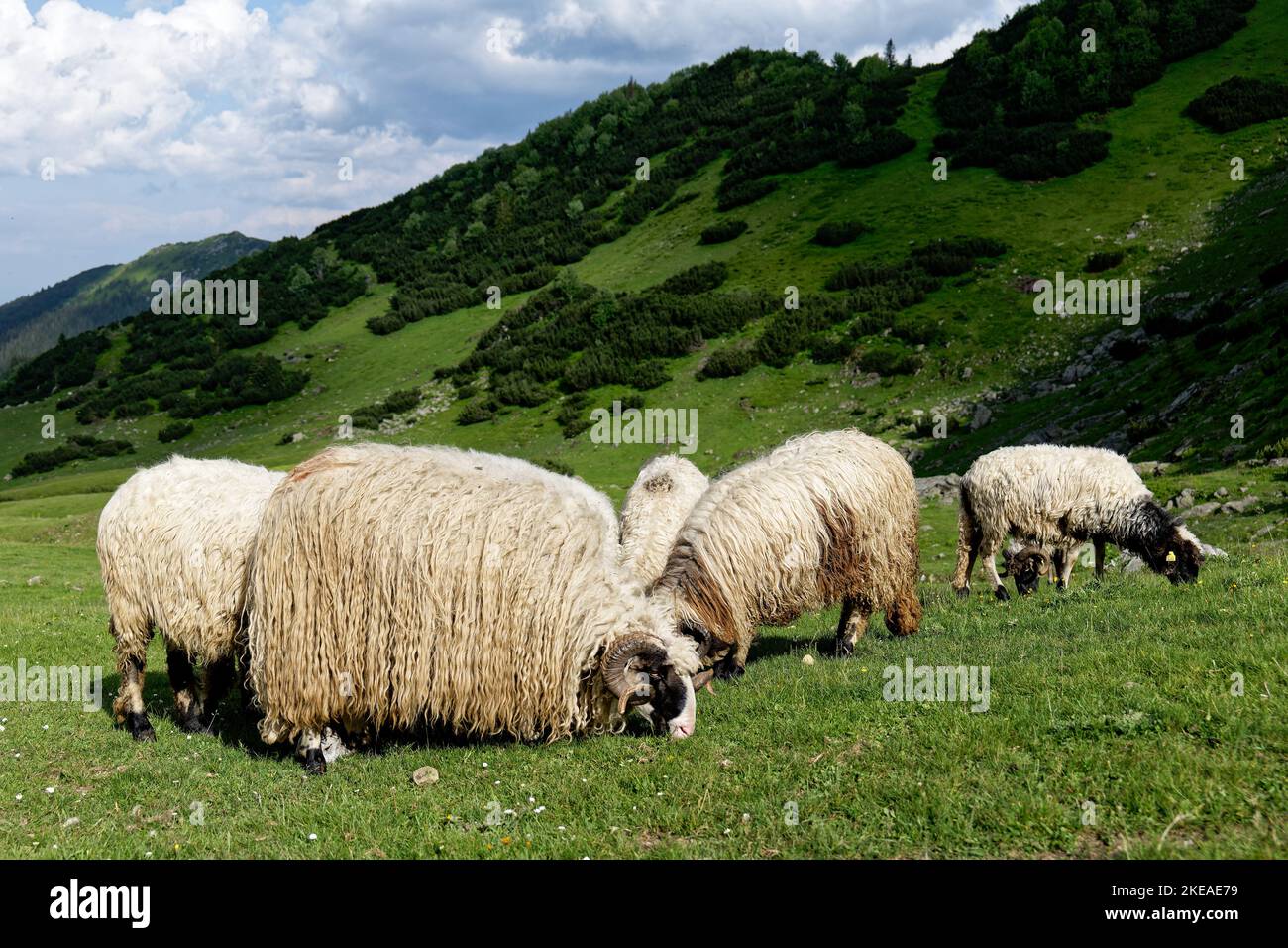Schafe genießen den Tag der Weide in den grünen Feldern. Traditionelles und ländliches Leben. Kultur und Lifestyle. Stockfoto