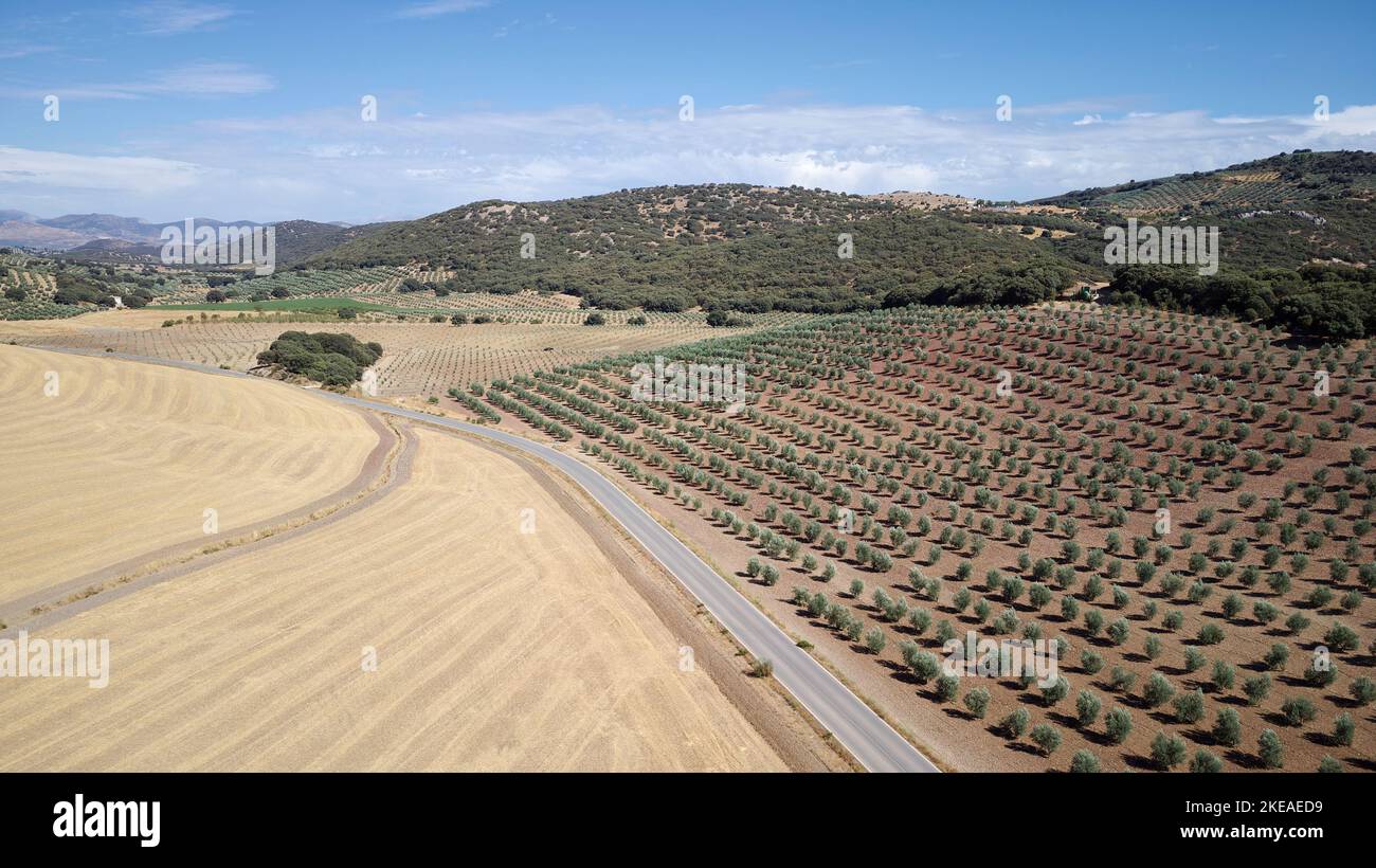 Luftdrohnenaufnahme der Olivenplantage in Andalusien, Spanien. Große Felder mit Olivenbäumen bepflanzt. Biologische und gesunde Lebensmittel. Landwirtschaft und Kulturpflanzen Stockfoto