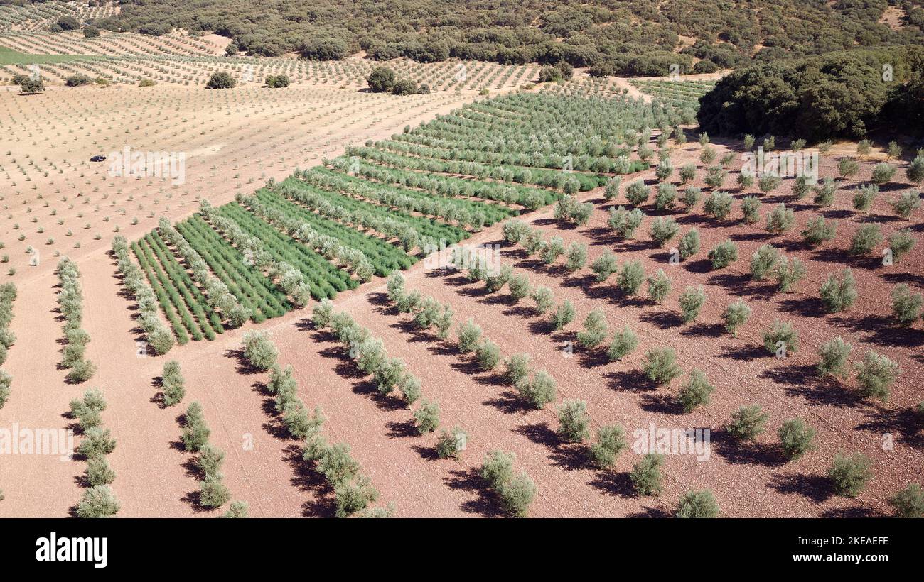 Luftdrohnenaufnahme der Olivenplantage in Andalusien, Spanien. Große Felder mit Olivenbäumen bepflanzt. Biologische und gesunde Lebensmittel. Landwirtschaft und Kulturpflanzen Stockfoto