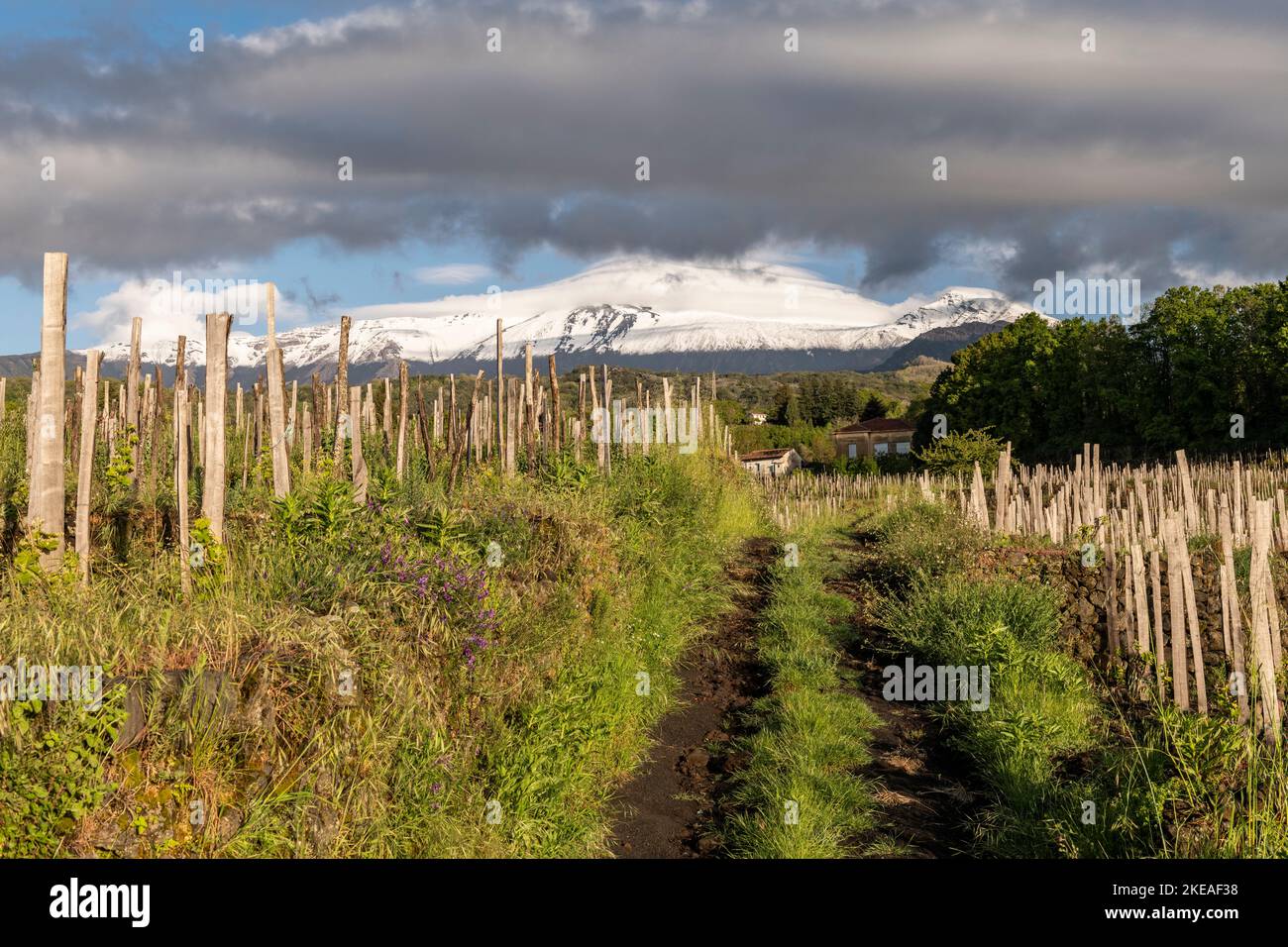 Ein Weinberg im Dorf Milo, hoch an den Hängen eines schneebedeckten Ätna, Sizilien. Ätna Weine werden immer beliebter Stockfoto