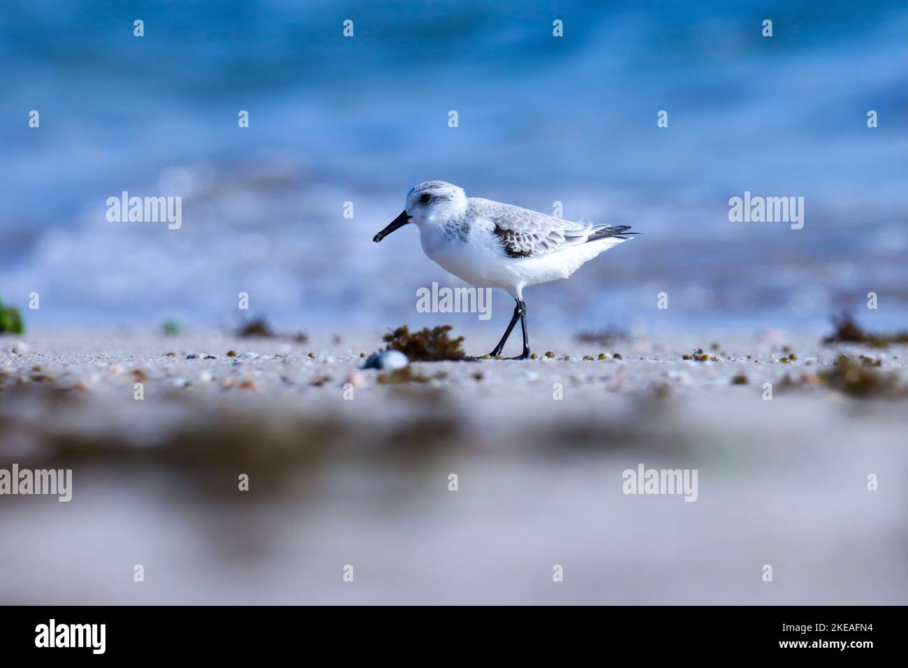 Sanderling am Strand, blauer Natur Hintergrund. Calidris alba. Schöner grauer, weißer Vogel in der Natur. wasservögel. Stockfoto