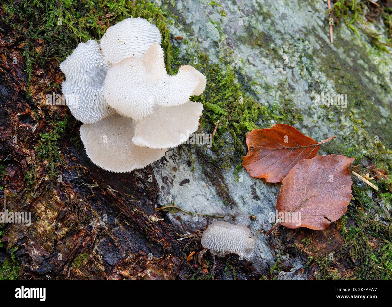 Weißer Gelee-Pilz in Beacon Wood, Penrith, Cumbria, Großbritannien Stockfoto