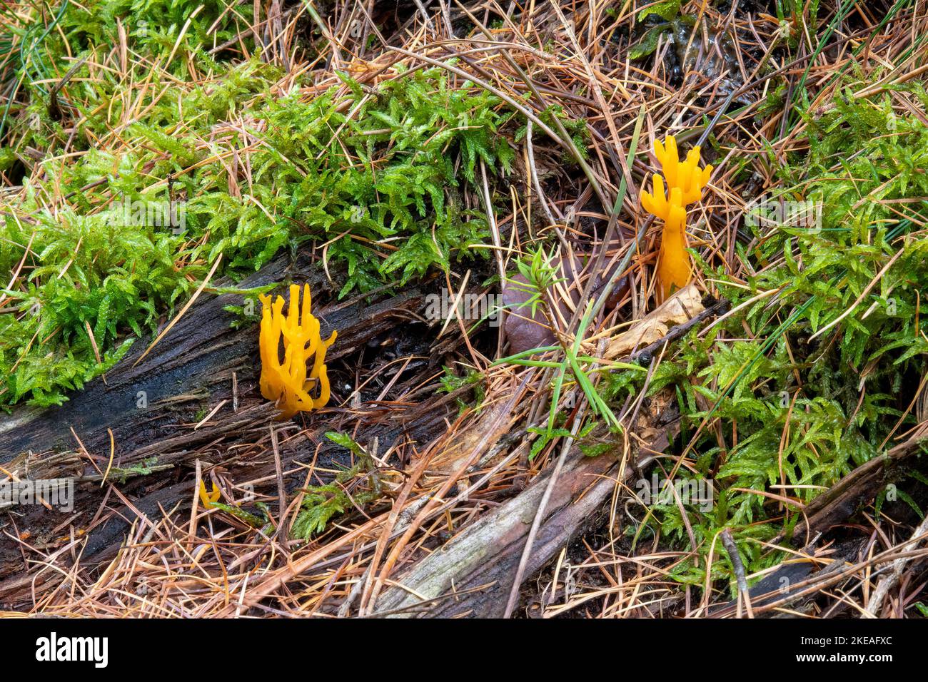 Gelbes Staghorn, das aus verrottetem Holz in Beacon Wood, Cumbria, Großbritannien, sprießt Stockfoto