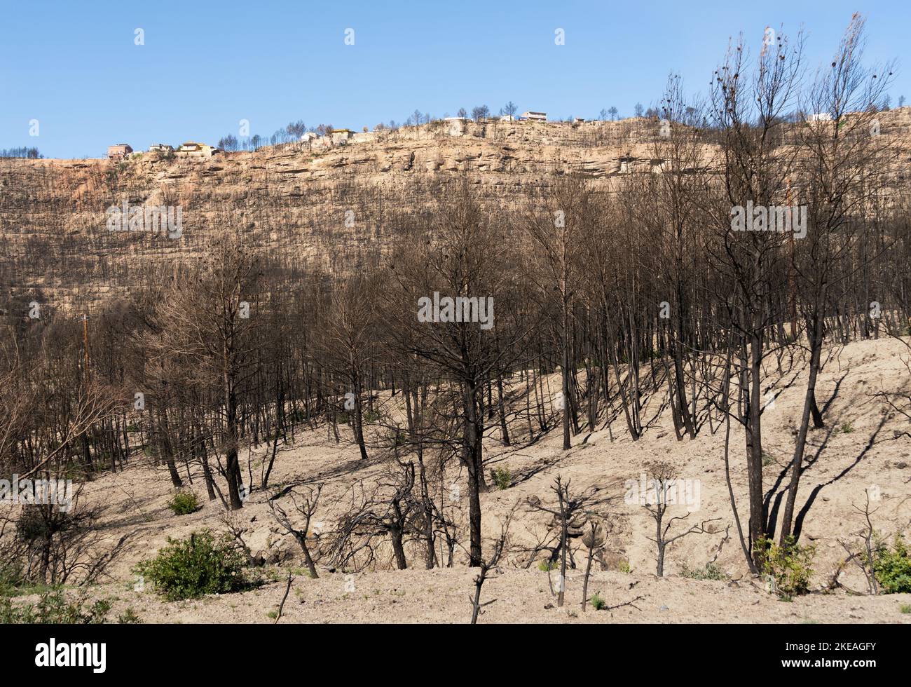 Kiefernwald nach dem Feuer und im Hintergrund auf der Spitze der Hügel Häuser vom Feuer betroffen. Pont de Vilomara i Rocafort, Barcelona, Spanien Stockfoto