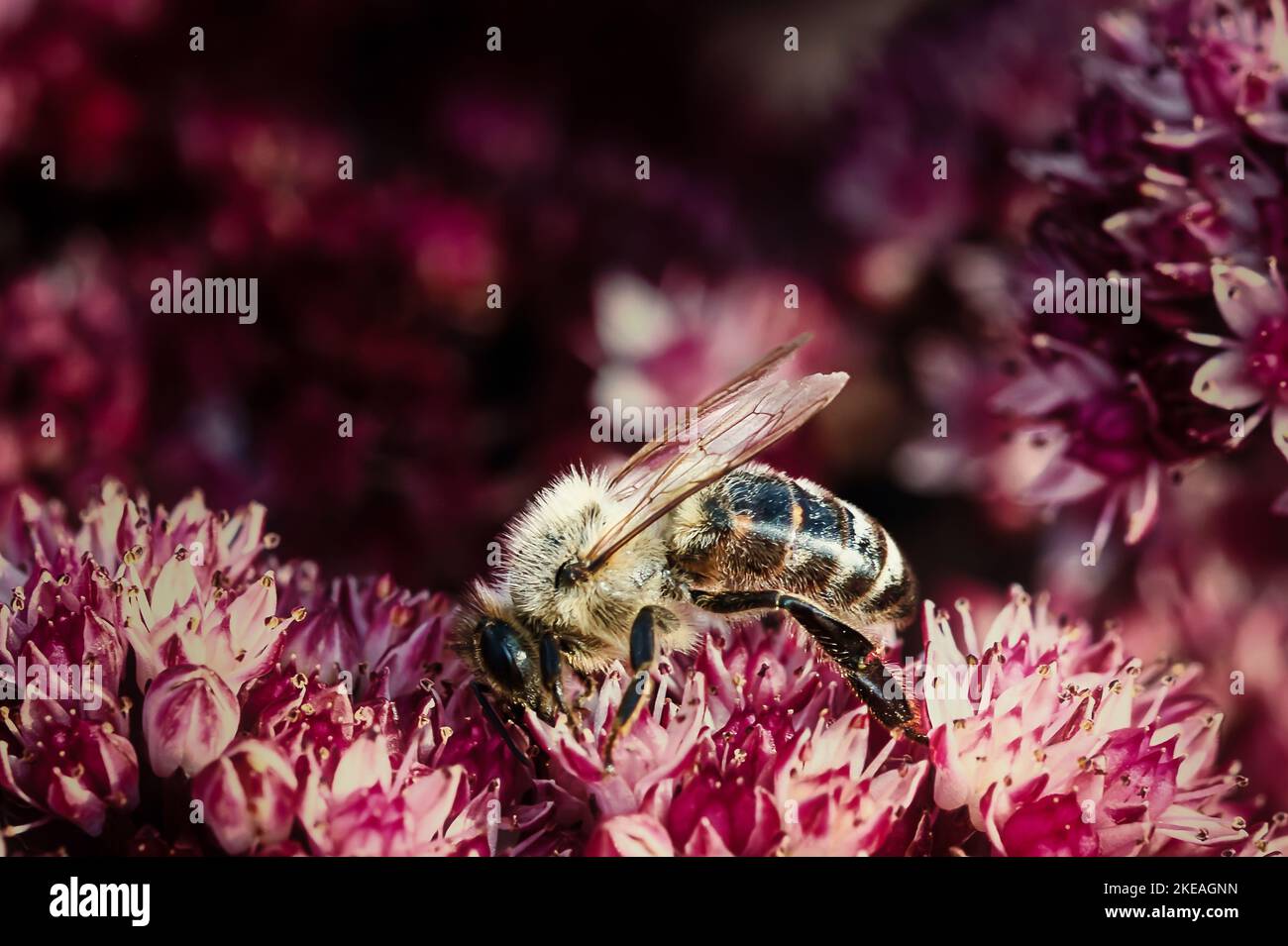 Eine Biene sitzt auf einer Blume und sammelt Nektar. Stockfoto