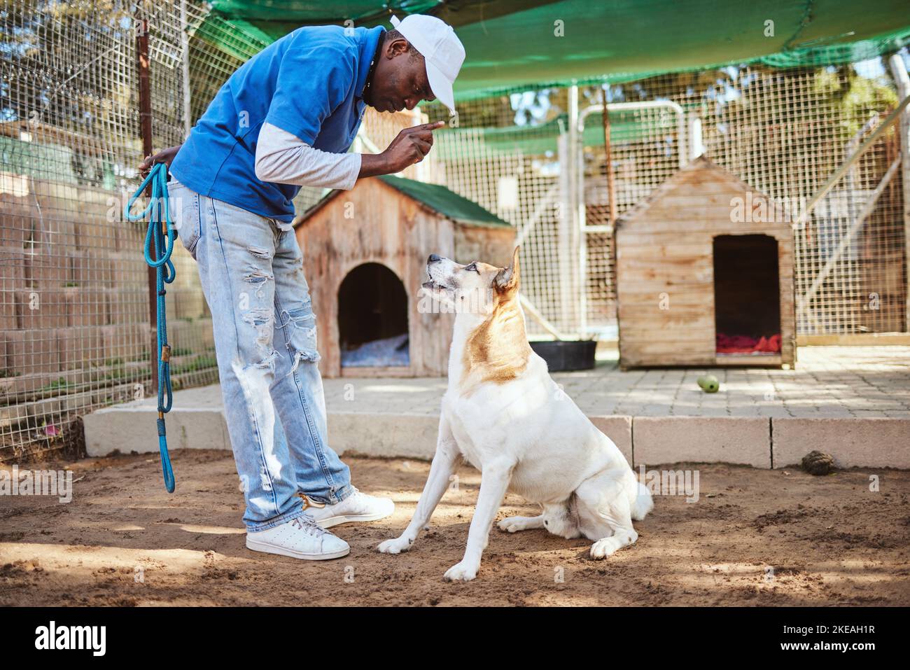 PET Dog Training, Tiertrainer und Mann, der Hund Respekt lehrt, dem Meister und Besitzer Gehorsam mit Sit-Befehl zuhören. Tierheim Arbeiter, Haustier Stockfoto